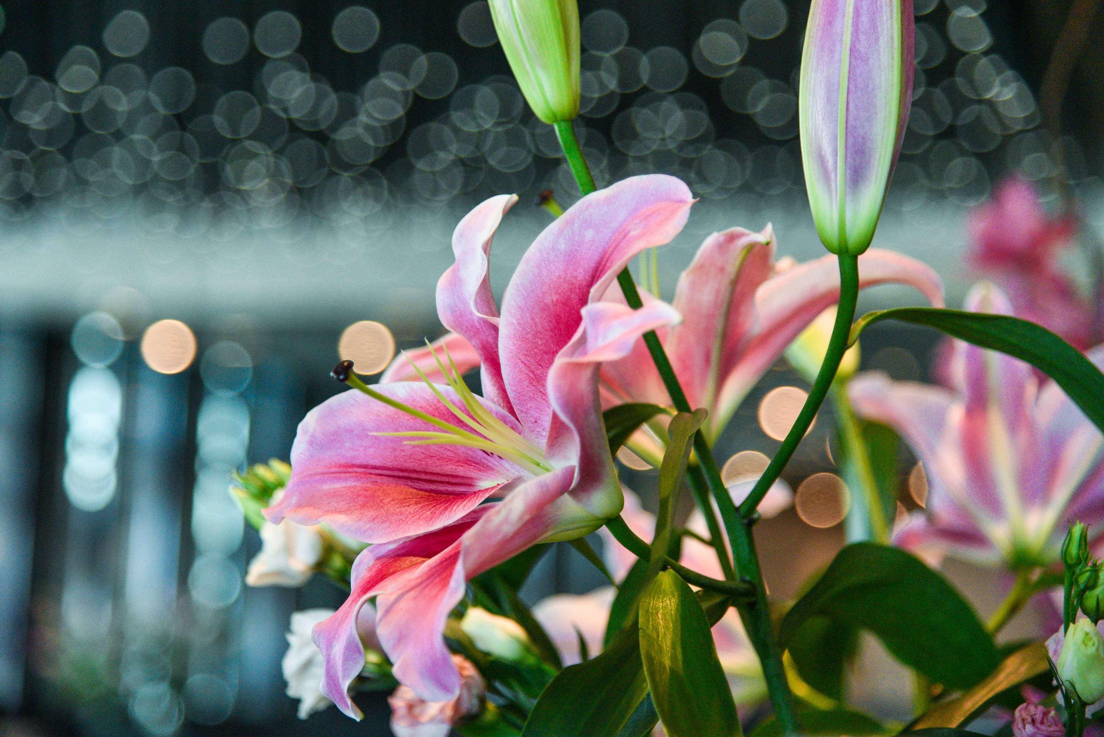 Park Hyatt Doha Hotel Kültér fotó Lilium × hybridum